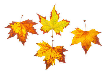 Naklejka na ściany i meble colorful autumn maple leaves