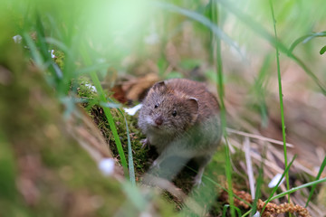 Naklejka na ściany i meble маленькая мышь прячется в траве в парке