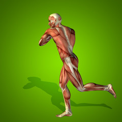 Conceptual 3D human man health anatomy