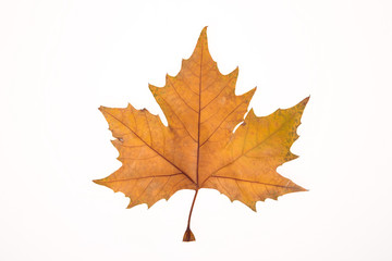 yellow maple leaf isolated on white background