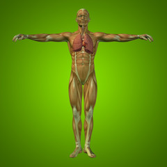 Conceptual anatomical human or man 3D respiratory system