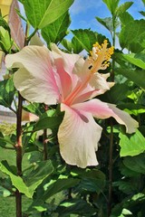Hibiskusblüte am Äquator © Franz Gerhard