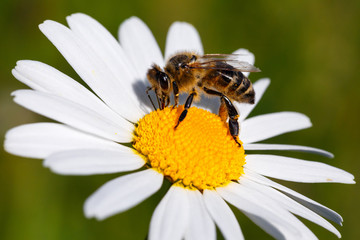 Honey bee closeup on a flower