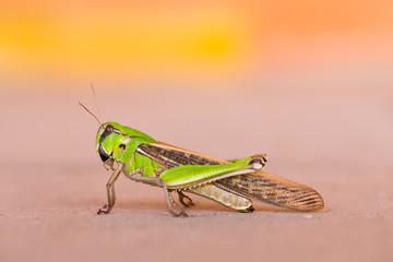 Green grasshopper standing and blurry background.