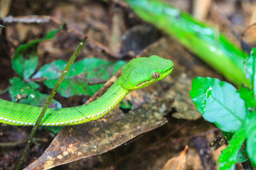 Green pit viper snake
