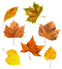 Autumn leaves isolated on white set