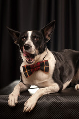 Studio portrait of black and white dog