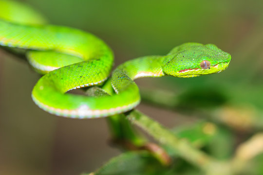 Green pit viper snake