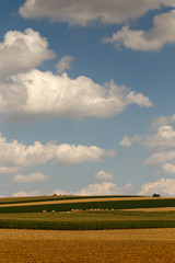 Naklejka premium Late summer harvest period with large white clouds