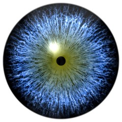 Blue alien, bird, cat or reptile eye with olive green circle around the narrow pupil