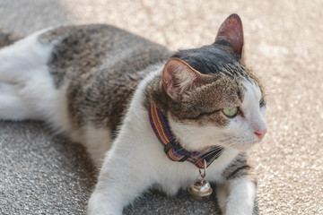 The young cat sleep on indoor cement concrete floor