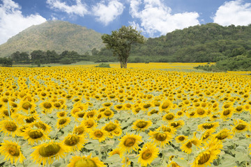 sun flower feild against a blue sky