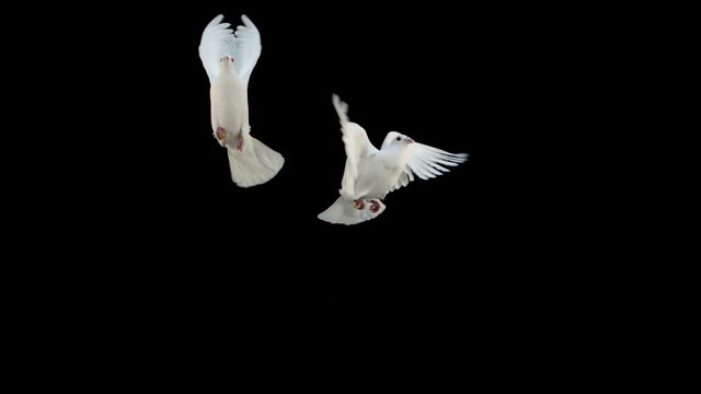 Doves flying on black background