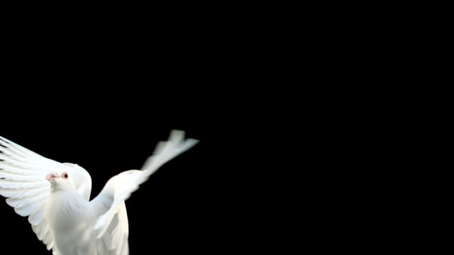 Doves flying on black background