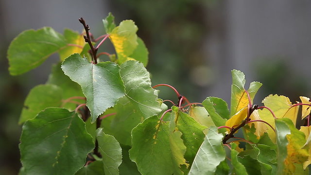 close-up of apricot leaves in the process of changing color