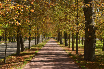 Fototapeta na wymiar colores de otoño en un parque de Burgos