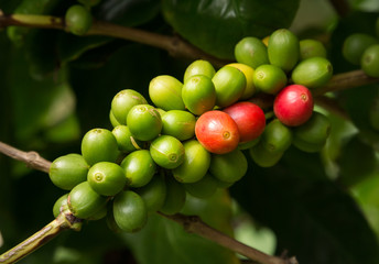 Hawaiian Kona Red coffee beans on tree growing in plantation in