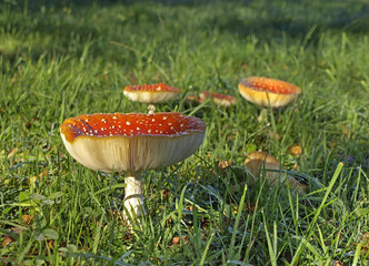 red toadstool