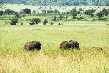 Fototapeta premium Herd of elephants, Kidepo Valley National Park (Uganda)