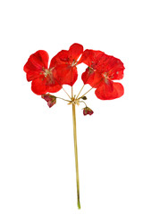 Pressed and dried bush with delicate red flower geranium (Pelarg