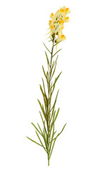 Pressed and Dried delicate flower Linaria vulgaris on stem with