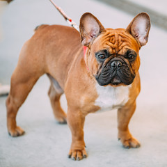 French Bulldog is small breed of domestic dog.