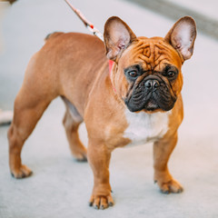 Obraz premium French Bulldog is small breed of domestic dog.