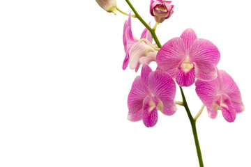 purple violet orchids, isolated on white background