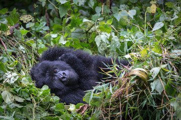 Gorila trek inside Virunga National Park in Democratic Republic of Congo 