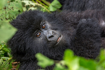 Gorila trek inside Virunga National Park in Democratic Republic of Congo 