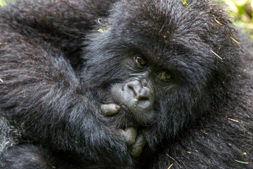 Gorila trek inside Virunga National Park in Democratic Republic of Congo 