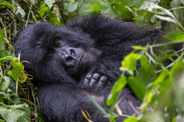 Gorila trek inside Virunga National Park in Democratic Republic of Congo 