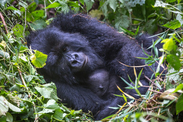 Gorila trek inside Virunga National Park in Democratic Republic of Congo 