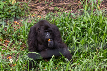 Gorila trek inside Virunga National Park in Democratic Republic of Congo 