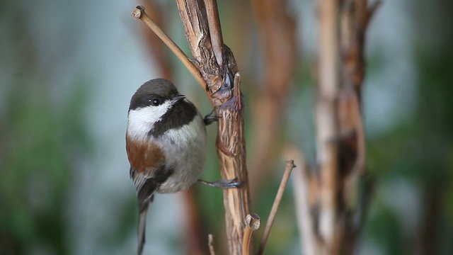 A chestnut-backed chickadee watches the camera.
