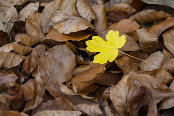 Colorful Leafs in fall