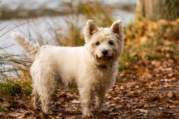 cute maltese dog in front of a lake