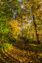 Jesienna aleja drzew ,