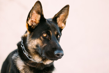 Beautiful Young Brown German Shepherd Dog 