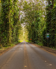 Famous Tree Tunnel of Eucalyptus trees