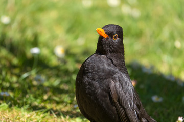 Blackbird bird looking for food.