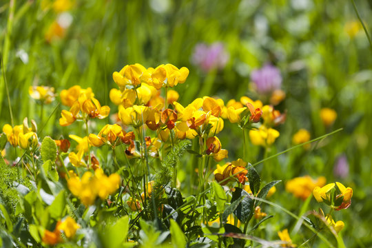 Lotus Corniculatus