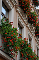 Facade of old building with flowers on windows, Lviv, Ukraine