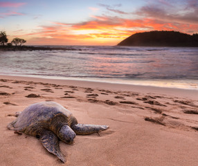 Fototapeta premium Sea Turtle at Moloa'a Beach, Kauai, Hawaii