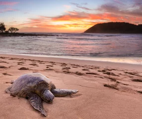 Peel and stick wall murals Tortoise Sea Turtle at Moloa'a Beach, Kauai, Hawaii