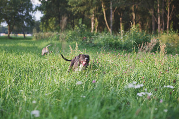 Dogs running on green field