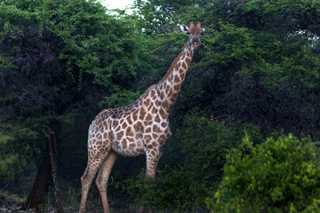 Namibia Safari 