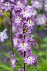 Purple Delphinium Flower in Garden