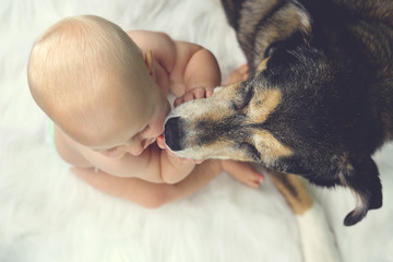 German Shepherd Pet Dog Kissing Baby