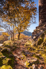 Autumn park in Portugal